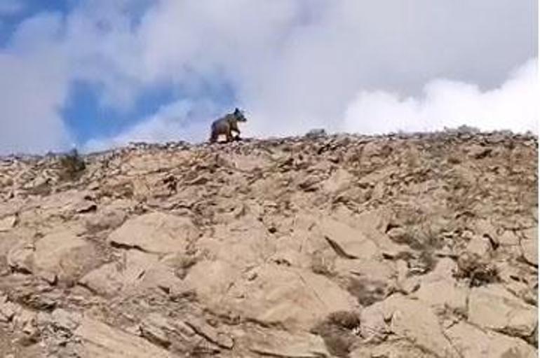 Ayı yavrusu, köy yolunda cep telefonu ile görüntülendi