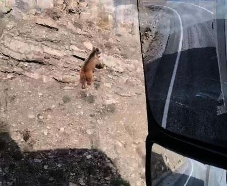 Ayı yavrusu, köy yolunda cep telefonu ile görüntülendi