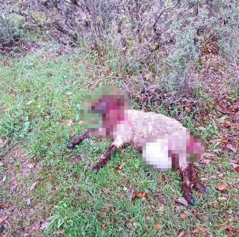 Şırnak’ta kurtlar 30 koyunu öldürdü