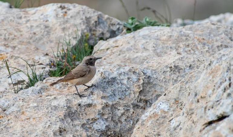 Kızılca kuyrukkakan, Mardinde ilk kez objektife yakalandı