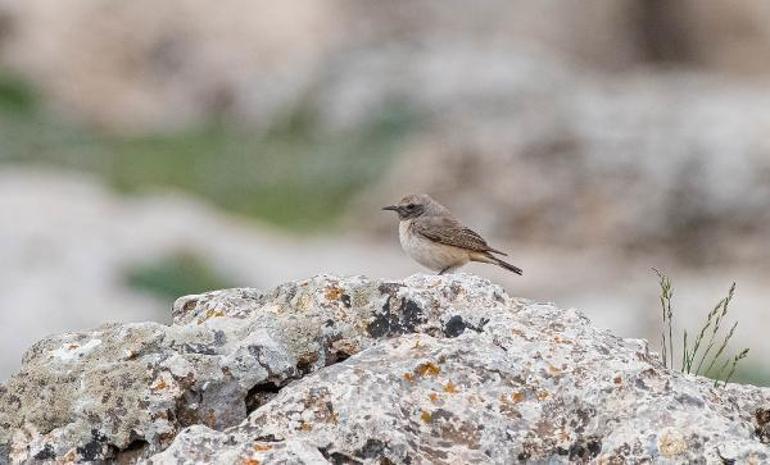 Kızılca kuyrukkakan, Mardinde ilk kez objektife yakalandı