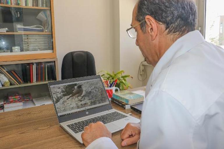 Kızılca kuyrukkakan, Mardinde ilk kez objektife yakalandı