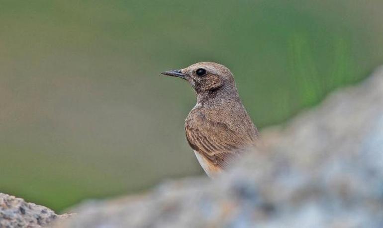 Kızılca kuyrukkakan, Mardinde ilk kez objektife yakalandı