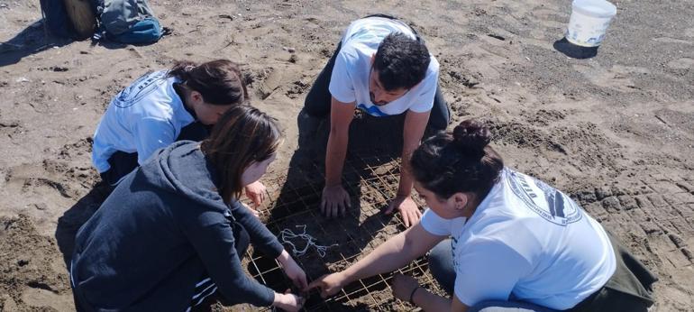 Dalyanda sezonun ilk caretta caretta yuvası belirlendi