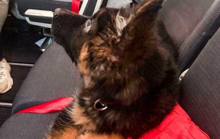 Türkiye, Meksika’ya Proteo anısına yavru köpek gönderdi