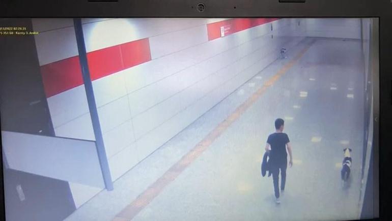 Kediyi pitbulla öldürten şüpheliye 6 ay boyunca hayvan içerikli kitap okuma cezası