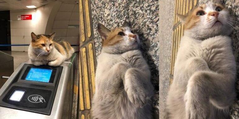 Kediyi pitbulla öldürten şüpheliye 6 ay boyunca hayvan içerikli kitap okuma cezası