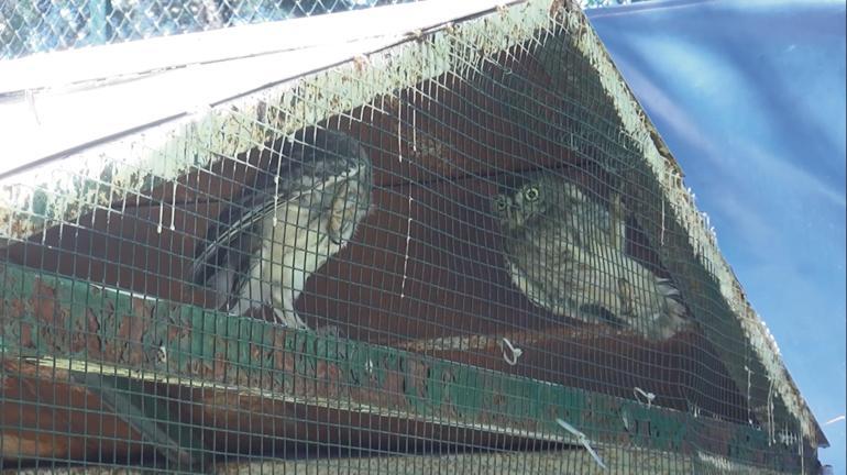 Uçmaya başlayan yavru baykuşlar doğaya salındı