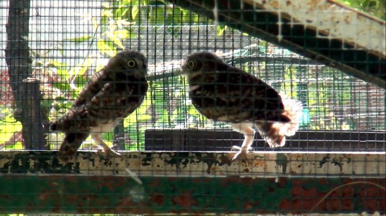 Uçmaya başlayan yavru baykuşlar doğaya salındı