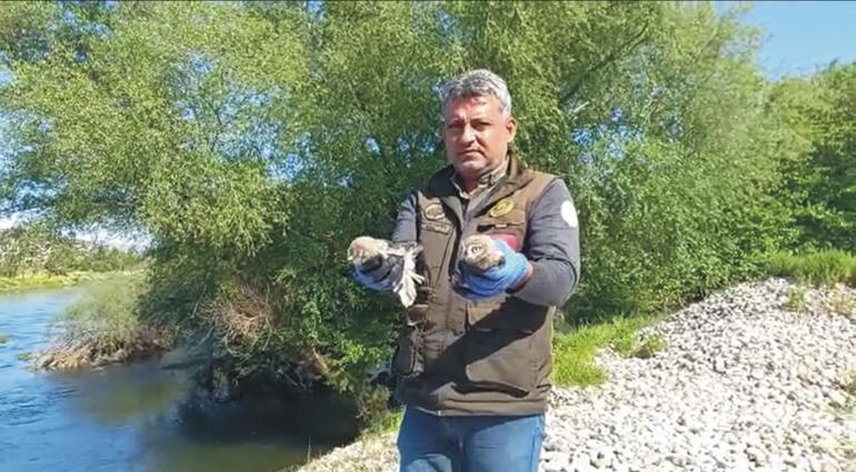 Uçmaya başlayan yavru baykuşlar doğaya salındı