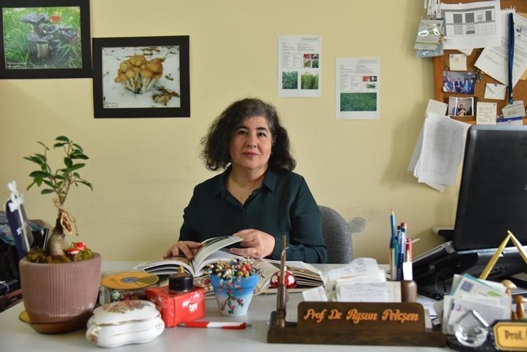 Prof. Dr. Pekşen: Mantar ölümlerinin yüzde 95’i ‘Köygöçüren’ türünden kaynaklanıyor