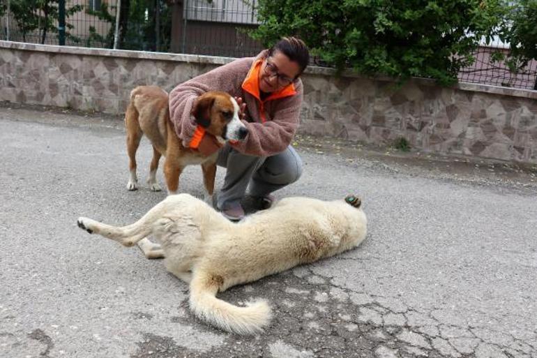 Sokak hayvanlarını korurken saldırıya uğradı