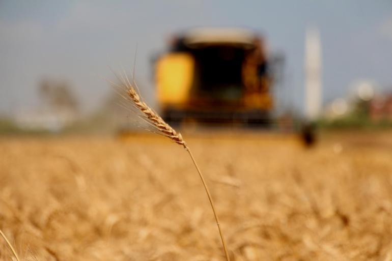Adanada buğday hasadı başladı