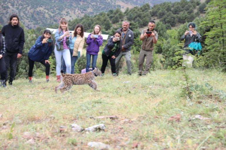 Yavru vaşak tedavi edilip, doğaya bırakıldı