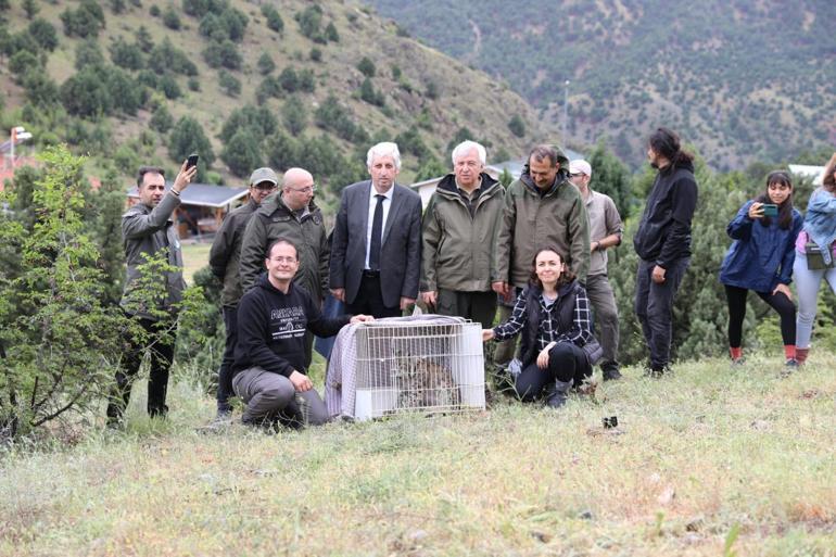 Yavru vaşak tedavi edilip, doğaya bırakıldı