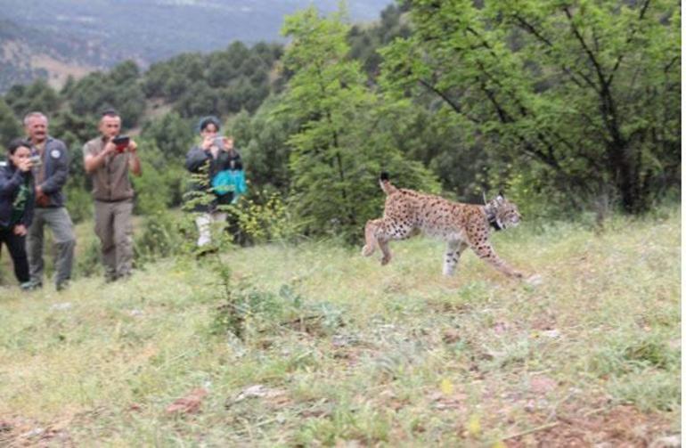 Yavru vaşak tedavi edilip, doğaya bırakıldı