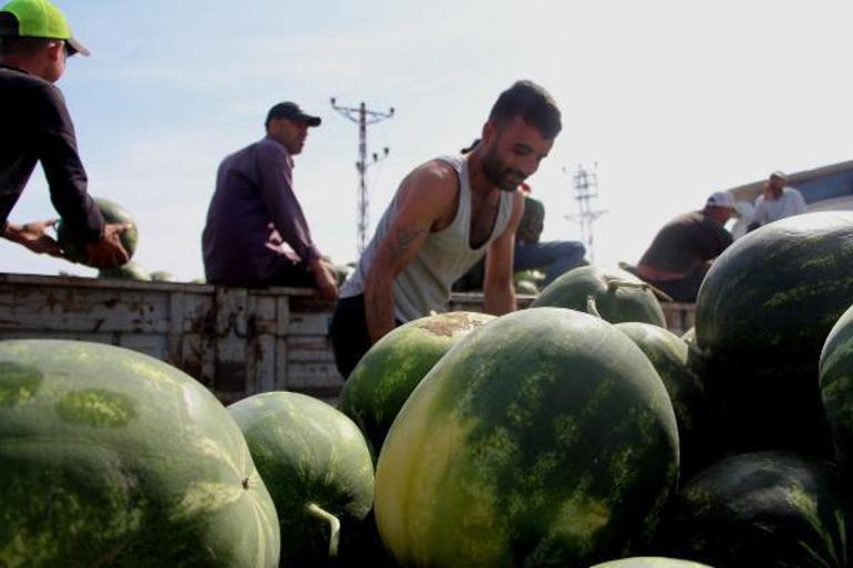 Adana’da turfanda karpuz hasadı başladı; tarlada kilosu 7 lira