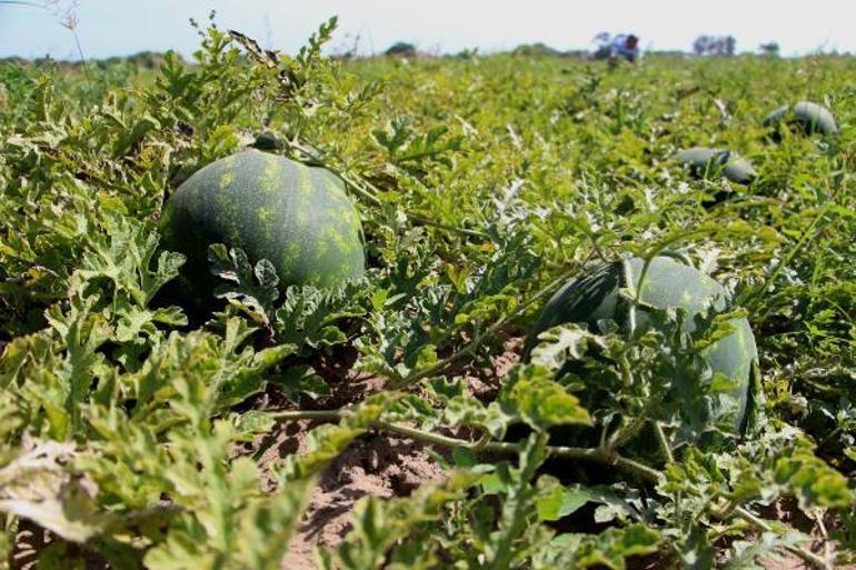 Adana’da turfanda karpuz hasadı başladı; tarlada kilosu 7 lira