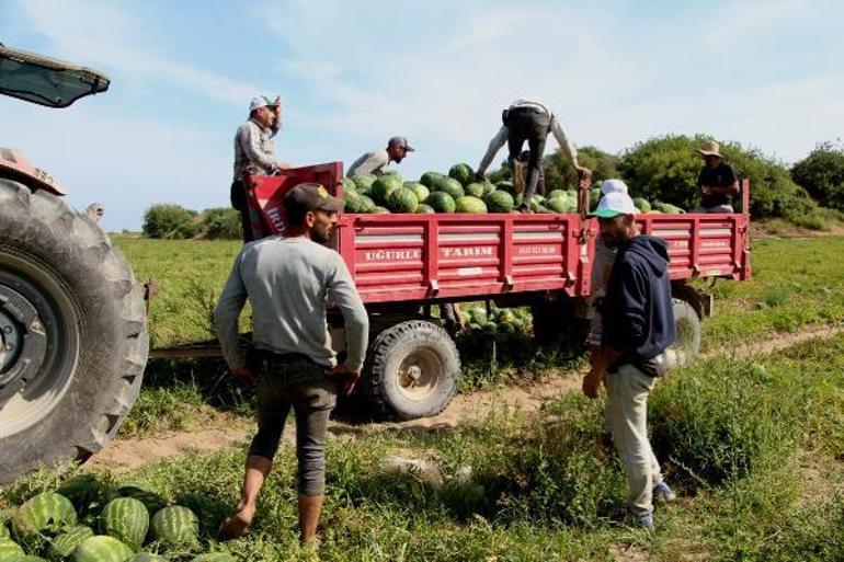 Adana’da turfanda karpuz hasadı başladı; tarlada kilosu 7 lira