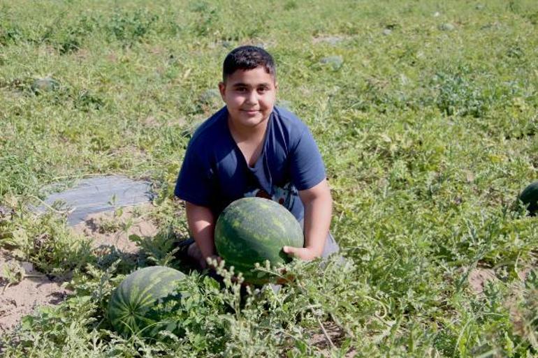 Adana’da turfanda karpuz hasadı başladı; tarlada kilosu 7 lira