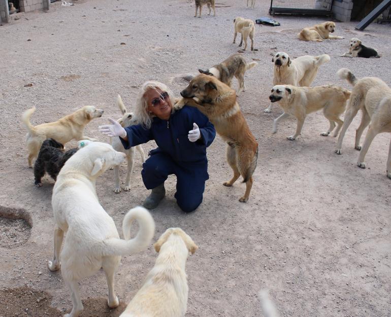 Nevşehirde sokak köpeği tüfekle öldürüldü; soruşturma başlatıldı