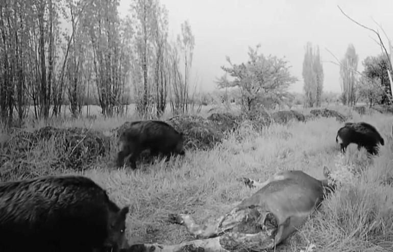 Erzincanda domuz sürüsü dron ve fotokapanla görüntülendi