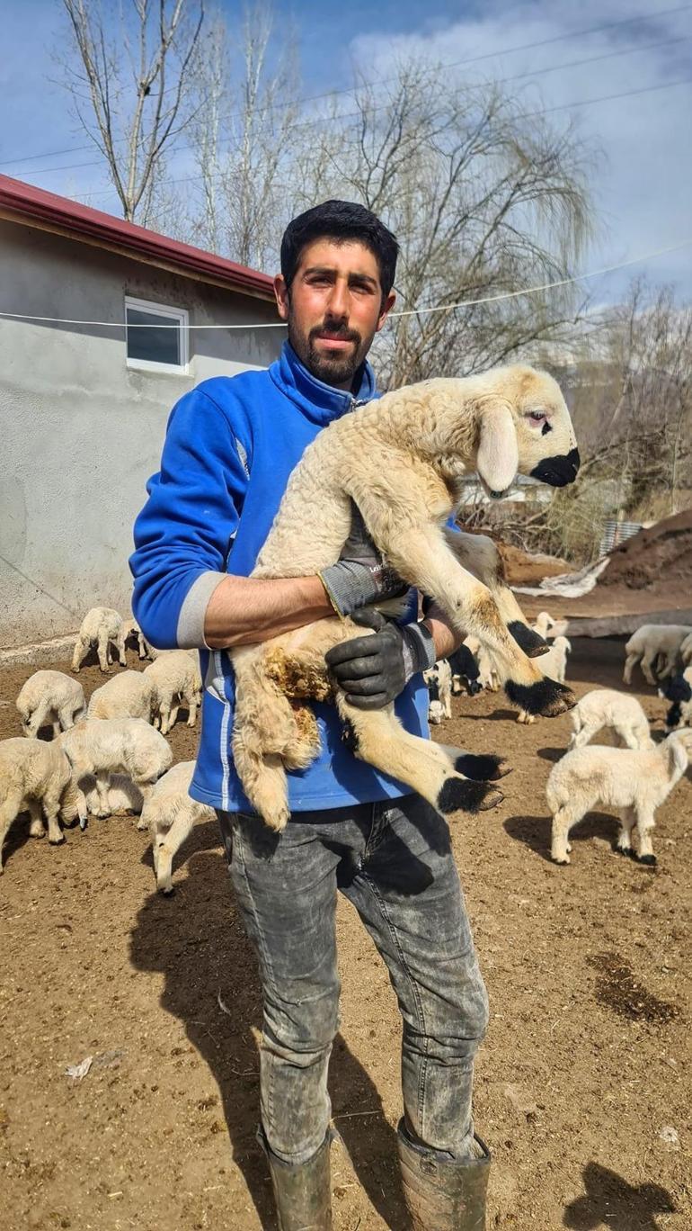 Erzincanda domuz sürüsü dron ve fotokapanla görüntülendi