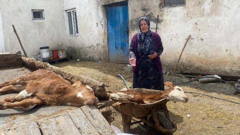 Köydeki buzağı ölümlerinin nedeni şap hastalığı çıktı