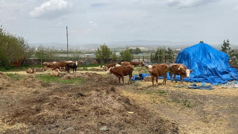 Köydeki buzağı ölümlerinin nedeni şap hastalığı çıktı