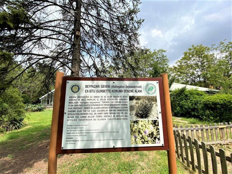 Endemik bitki türlerine üniversitelerden koruma kalkanı