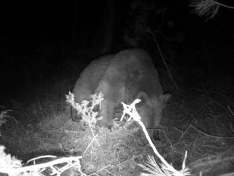 Yaylada uyuduğu çadırın yanına ayı geldi; o anlar kamerada