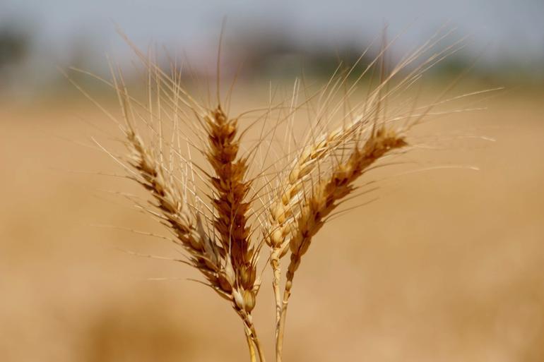 Biyoteknolojik gübre rekolteyi artıracak, maliyetleri düşürecek