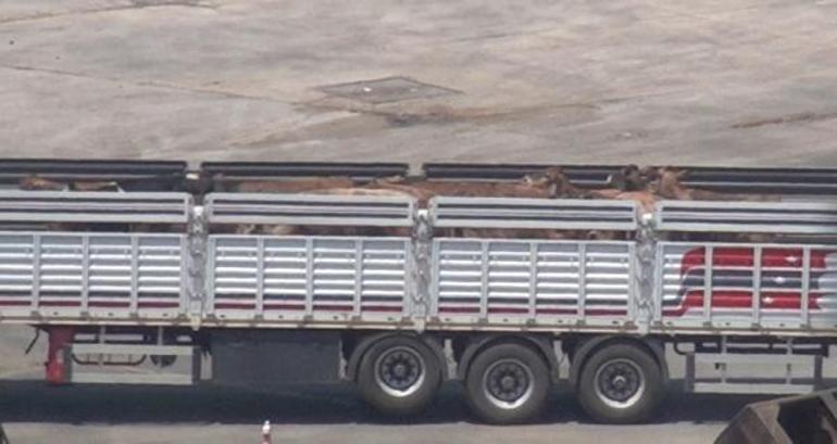 Canlı hayvan taşıyan gemi, Bandırma’da