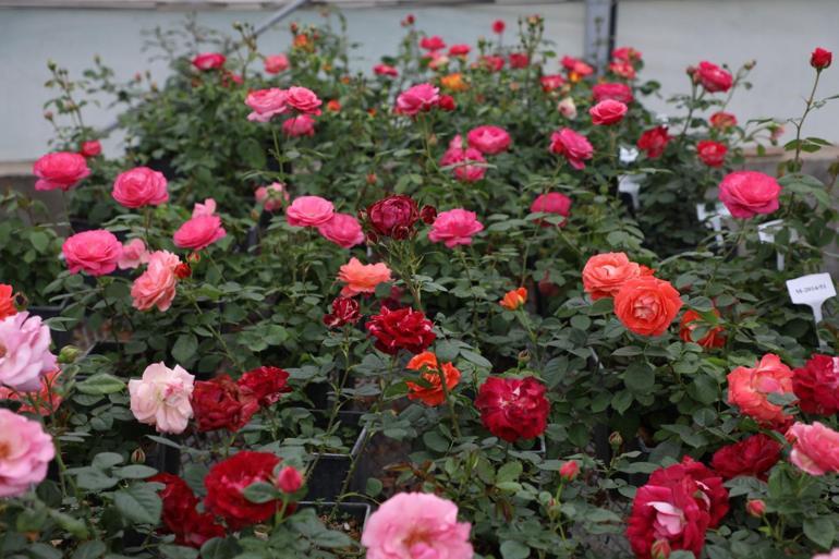 İstanbul sokaklarını yerli ve milli güller renklendirecek