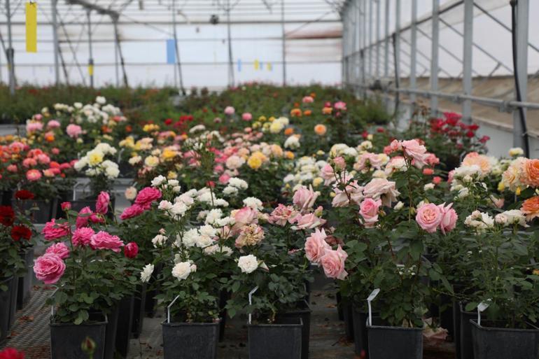 İstanbul sokaklarını yerli ve milli güller renklendirecek