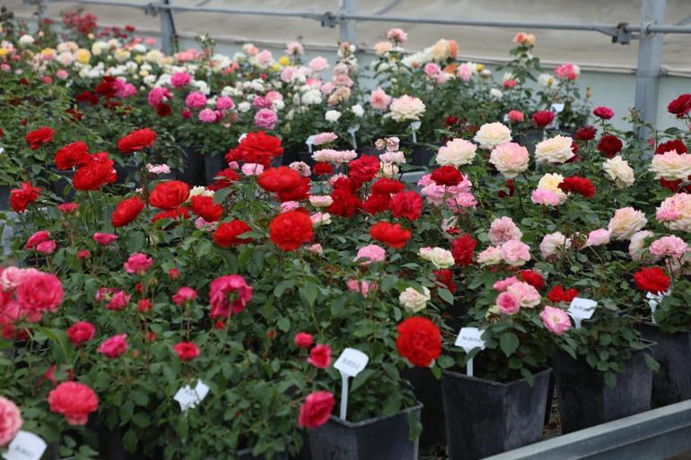 İstanbul sokaklarını yerli ve milli güller renklendirecek