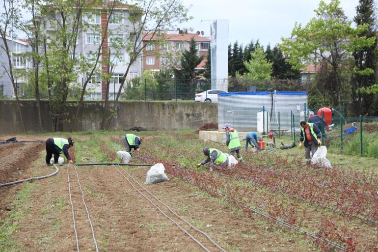 İstanbul sokaklarını yerli ve milli güller renklendirecek