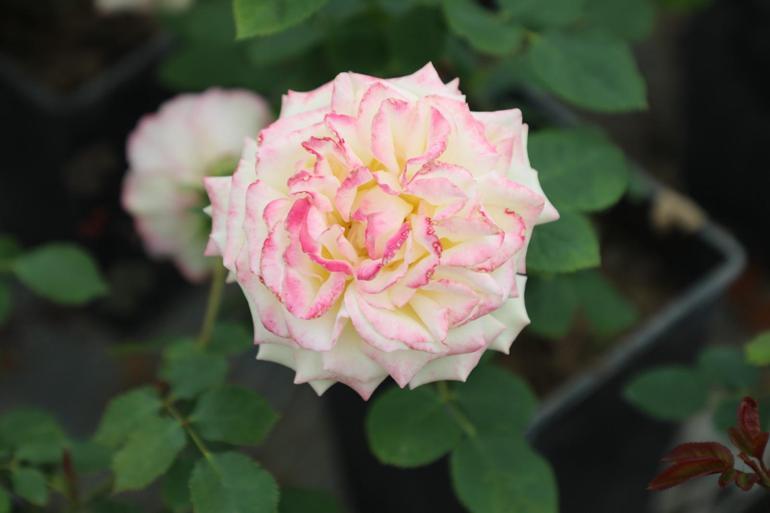 İstanbul sokaklarını yerli ve milli güller renklendirecek