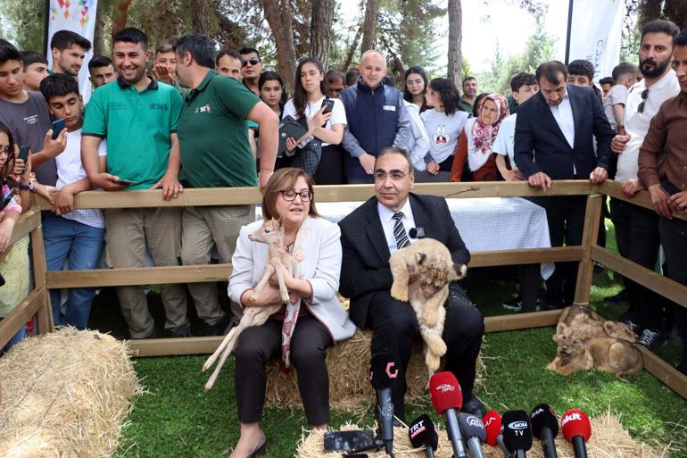 Cumhurbaşkanı Erdoğana hediye edilen aslanların dördüzleri oldu