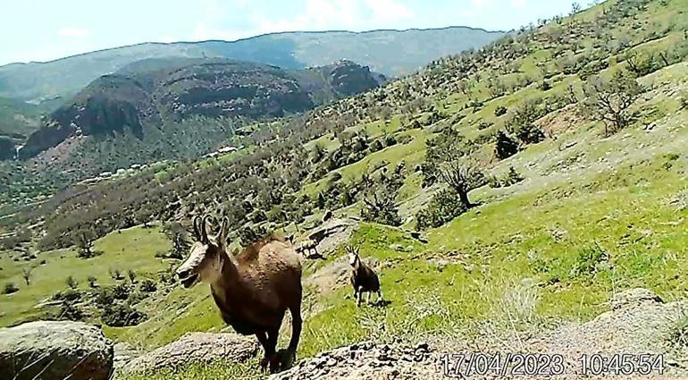Nadir görülen dağ keçisi ‘şamua’ların sayısı iki katına çıktı