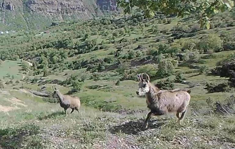 Nadir görülen dağ keçisi ‘şamua’ların sayısı iki katına çıktı