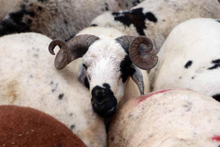 Besicilere Kurban Bayramı öncesi ‘karantina’ uyarısı