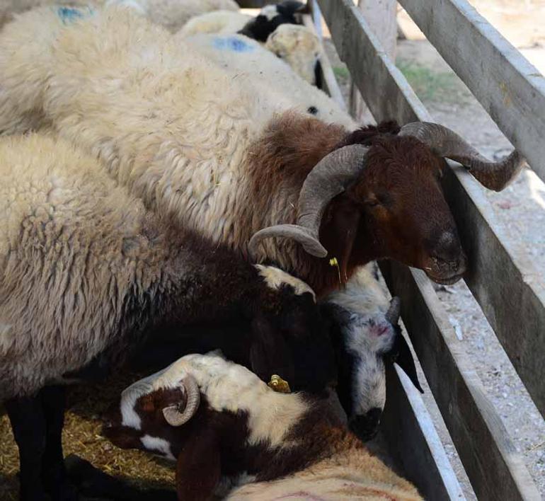 Besicilere Kurban Bayramı öncesi ‘karantina’ uyarısı