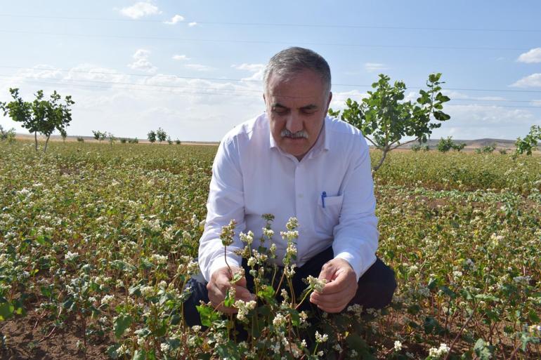 Çölyak hastası oğlu ve yeğeni için glutensiz karabuğday ekimine başladı