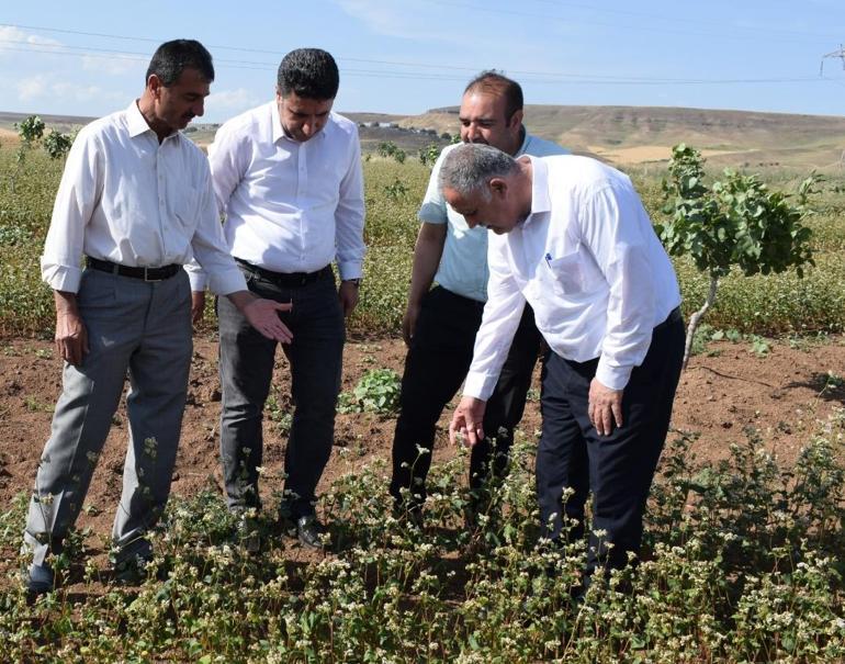 Çölyak hastası oğlu ve yeğeni için glutensiz karabuğday ekimine başladı