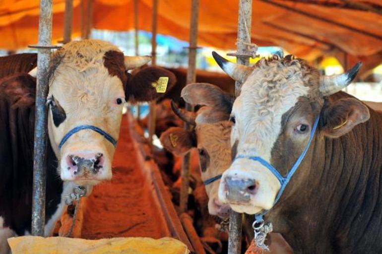 Büyükbaş kurbanlık 84 bin TLden başlıyor