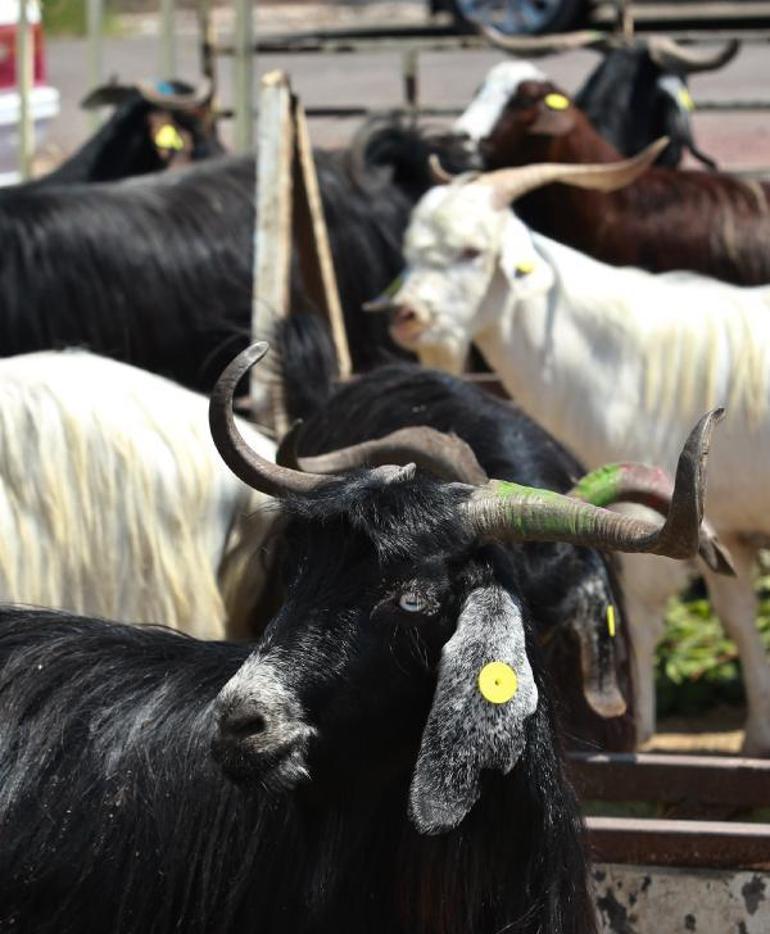 Büyükbaş kurbanlık 84 bin TLden başlıyor