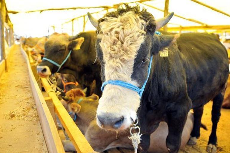 Büyükbaş kurbanlık 84 bin TLden başlıyor