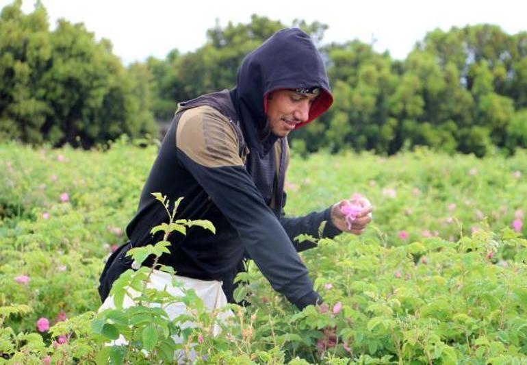 Isparta gülünde yağış yağ kalitesini artırdı, don rekolteyi düşürdü