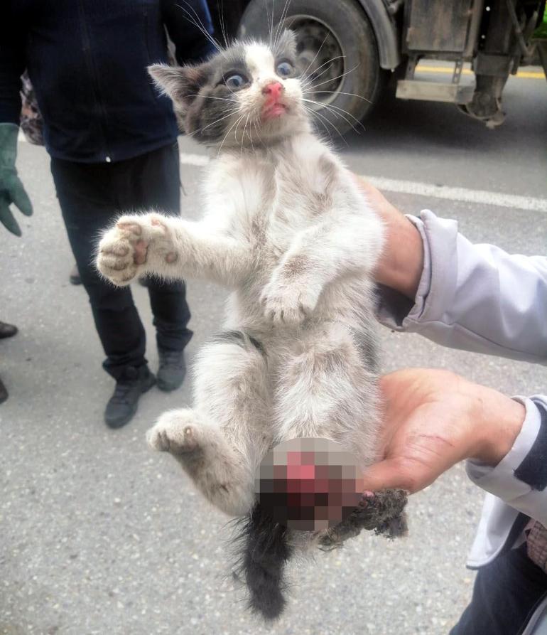 Otomobilin fren sistemine sıkışan kedinin bacağı koptu